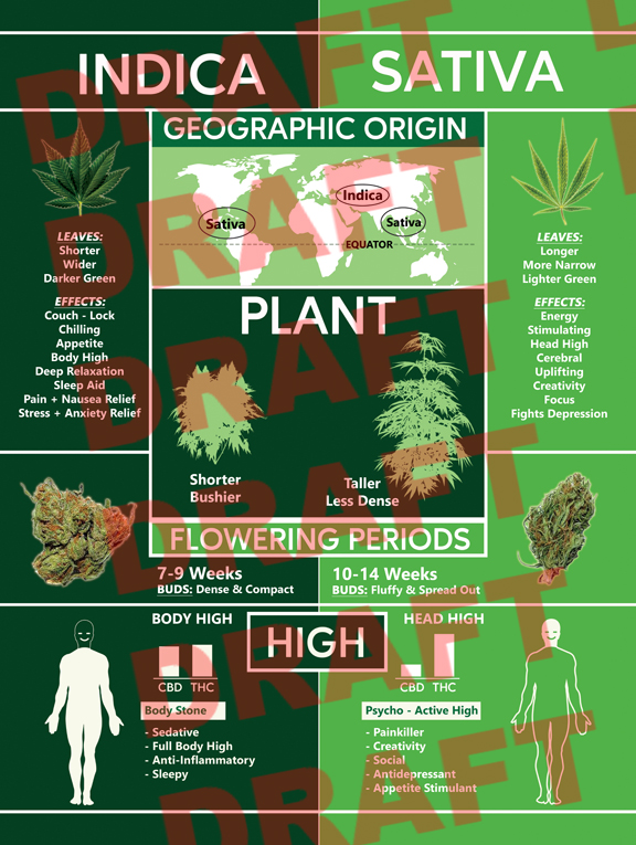 Cannabis Poster